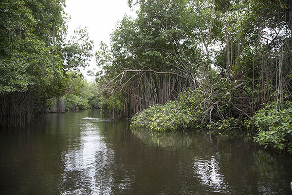 Black River Safari - Jamaica Sea Shell Tours - www.JamaicaSeaShellTours.com