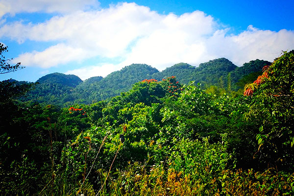 Dolphin Head Mountain - Jamaica Sea Shell Tours - www.JamaicaSeaShellTours.com