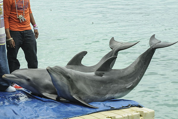 Dolphin Cove - Jamaica Sea Shell Tours - www.JamaicaSeaShellTours.com