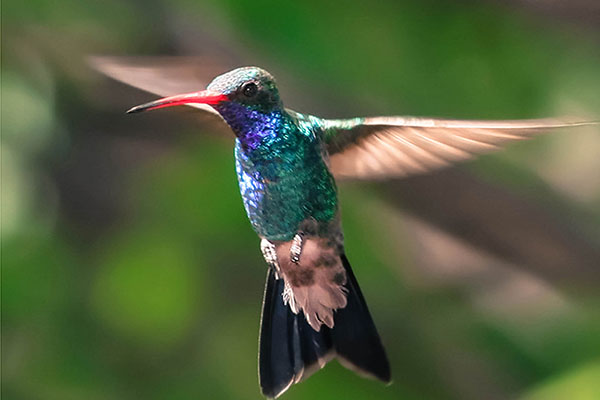 Rockland Bird Santuar - Jamaica Sea Shell Tours - www.JamaicaSeaShellTours.com